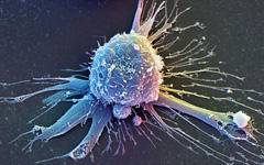 Стволовые клетки