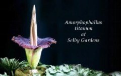Amorphophallus titanum. Стоп-кадр с видео в YouTube