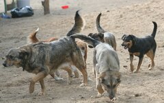 Собаки в питомнике