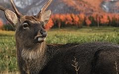 Лесной северный олень. Фото с сайта belorechie.net