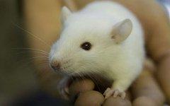 Лабороторные животные, фото с сайта blogspot.com