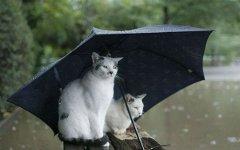 Паводки; фото с roflcats.ru