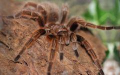 Grammostola rosea (розовый птицеед). Фото с сайта biolib.cz