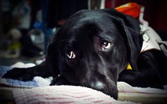 Фото пользователя Flickr Hiroyuki Takeda