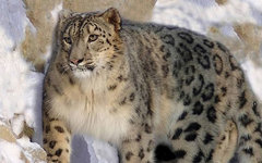 Снежный барс. Фото с сайта wikipedia.org