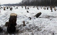 Фото с сайта svoisotki.ru