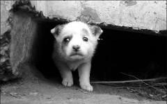 Фото с сайта zoospaskms.unoforum.ru