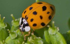 Harmonia axyridis. Фото с сайта wikimedia.org
