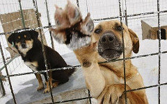 Фото с сайта animalshelp.org.ua