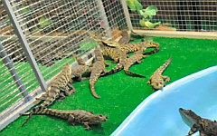 Вольер с крокодилами. Фото с сайта vvcentre.ru
