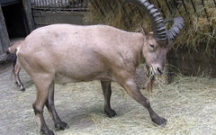 Фото с сайта wikimedia.org
