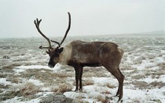 Фото с сайта enc.permculture.ru