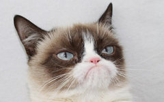 Grumpy Cat. Фото с ее страницы в Facebook