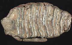 Зуб мамонта. Фото с сайта wikimedia.org