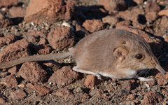 Фото с сайта asmjournals.org