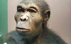 Человек умелый (Homo habilis). Фото с сайта wikimedia.org