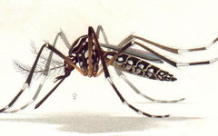 Комар вида Aedes Aegypti. Фото с сайта imagekb.com
