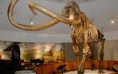 Фото WolfmanSF с сайта wikimedia.org