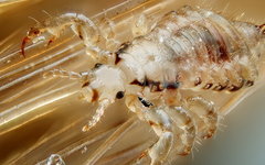 Человеческая вошь. Фото с сайта wikipedia.org