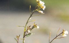 Arabidopsis thaliana. Фото с сайта wikimedia.org