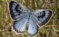Фото с сайта wikimedia.org