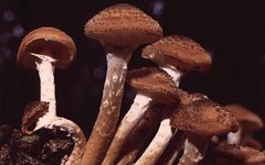 Armillaria ostoyae. Фото W.J.Pilsak с сайта wikimedia.org