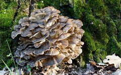 Грифола курчавая, занесена в Красную Книгу РФ