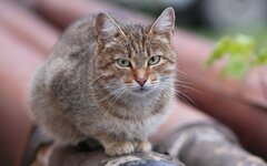 Кошка 