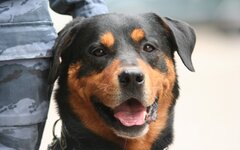 Ротвейлер © KM.RU