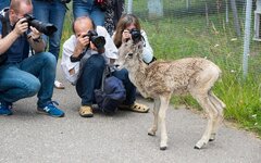 © KM.RU, Наталья Ступникова