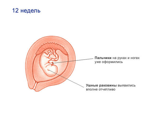 >Плод (12 недель)