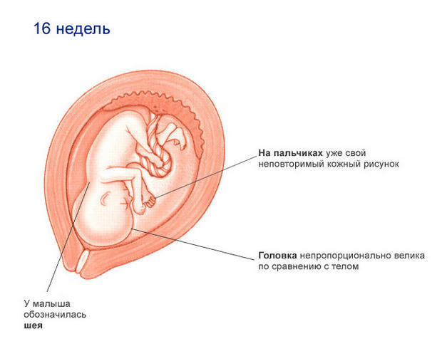 >Плод (16 недель)