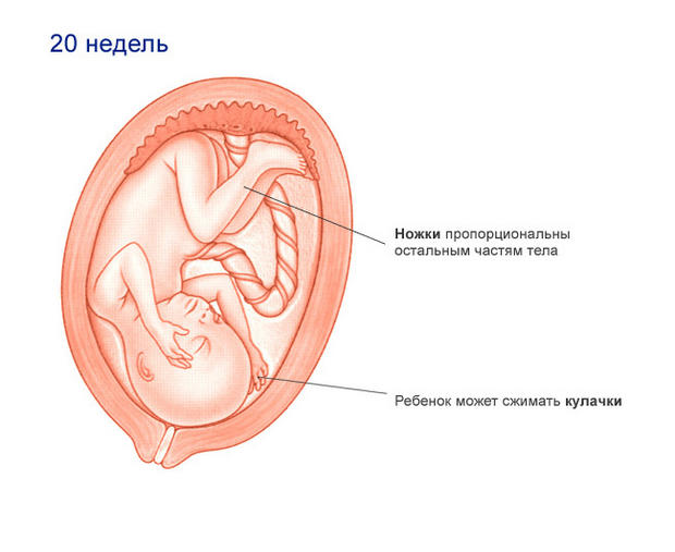 >Плод (20 недель)
