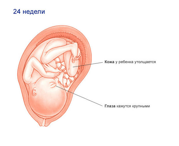 >Плод (24 недели)