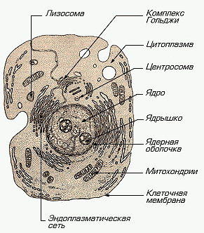 >Клетка