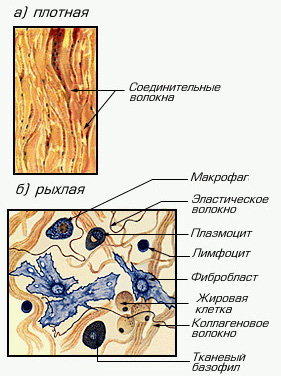 >Соединительная ткань