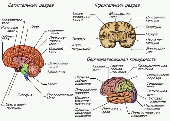 >Головной мозг