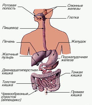 >Пищеварительная система