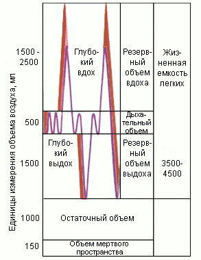 >Таблица легочных объемов