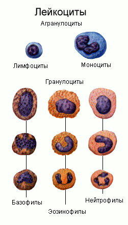 >Лейкоциты