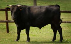 Бык породы Wagyu. Фото с сайта wagyu.net