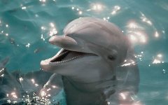 Фото с сайта altfast.ru