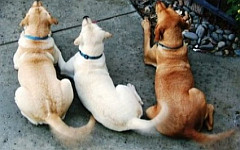 Фото с сайта dirtydogsandmeow.com