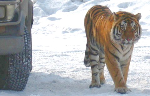 Фото с сайта fba-tiger.ru