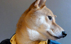 Бодхи. Фото с сайта mensweardog.tumblr.com