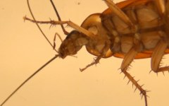 Скриншот из видеоролика sciencemag.org