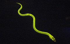 Anguilla japonica. Фото с сайта nature.com