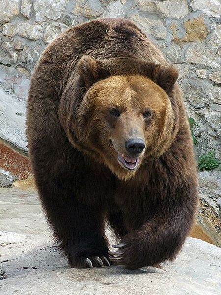 Бурый медведь. Фото с сайта wikimedia.org