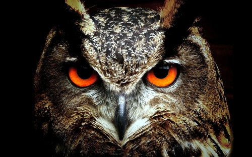 Фото с сайта freepik.com