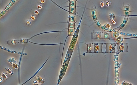 Фото: Karl Bruun/Nostoca Algae Laborator